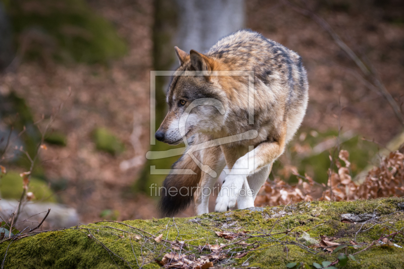 frei wählbarer Bildausschnitt für Ihr Bild auf Kissen