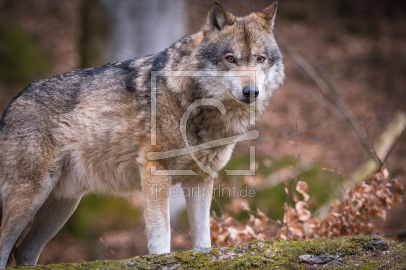 frei wählbarer Bildausschnitt für Ihr Bild auf Kissen