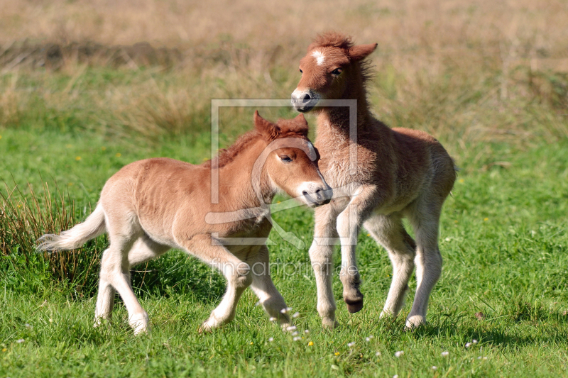 frei wählbarer Bildausschnitt für Ihr Bild auf Kissen