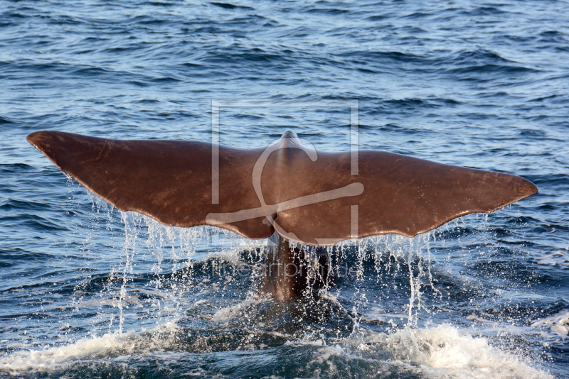 frei wählbarer Bildausschnitt für Ihr Bild auf Kissen