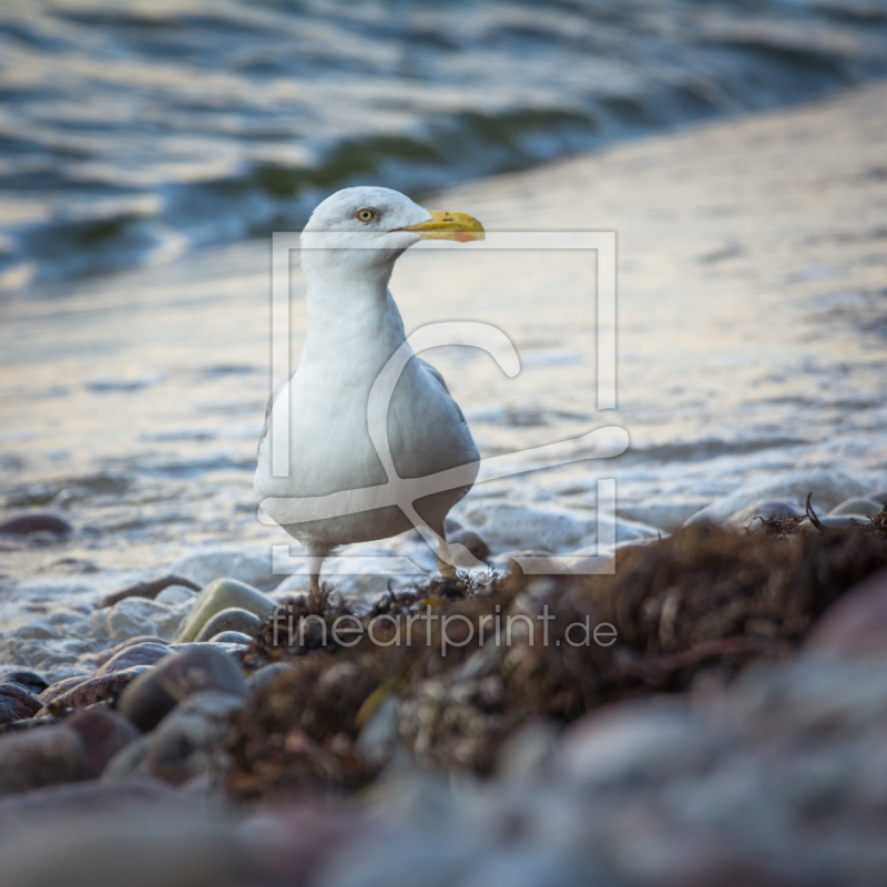 frei wählbarer Bildausschnitt für Ihr Bild auf Kissen