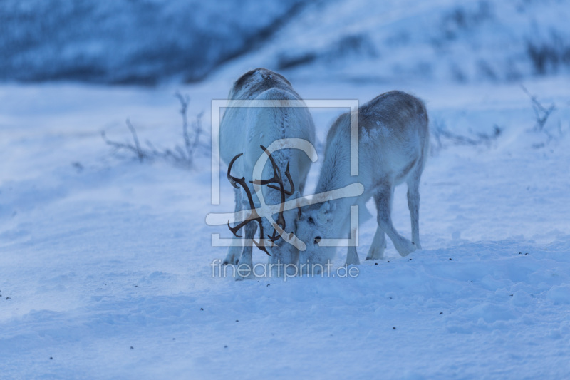 frei w&auml;hlbarer Bildausschnitt f&uuml;r Ihr Bild auf Kissen