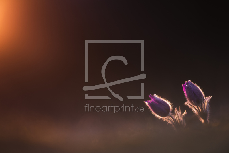 frei wählbarer Bildausschnitt für Ihr Bild auf Kissen