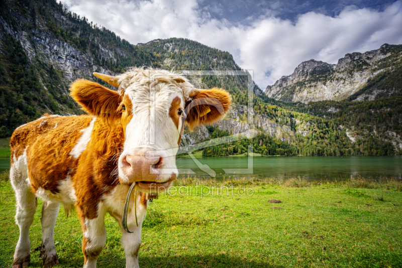 frei wählbarer Bildausschnitt für Ihr Bild auf Kissen
