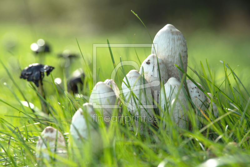 frei w&auml;hlbarer Bildausschnitt f&uuml;r Ihr Bild auf Kissen