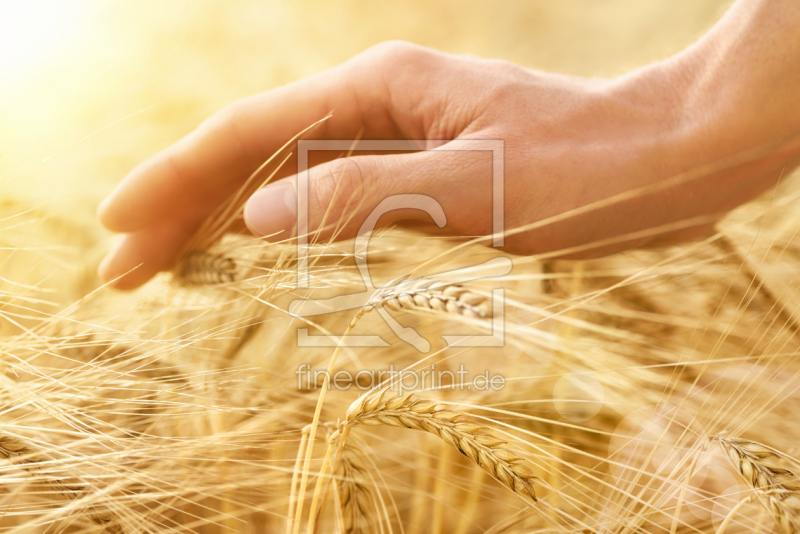 frei wählbarer Bildausschnitt für Ihr Bild auf Kissen