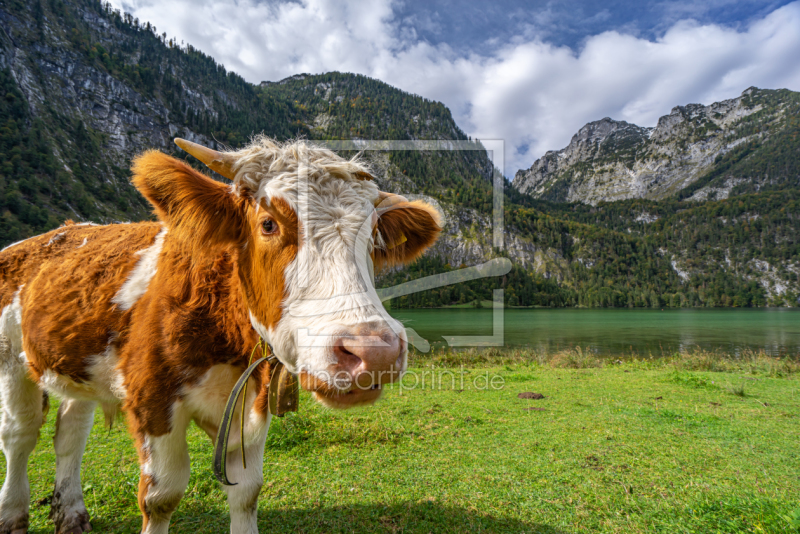 frei wählbarer Bildausschnitt für Ihr Bild auf Kissen