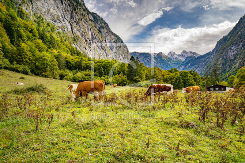 frei wählbarer Bildausschnitt für Ihr Bild auf Kissen