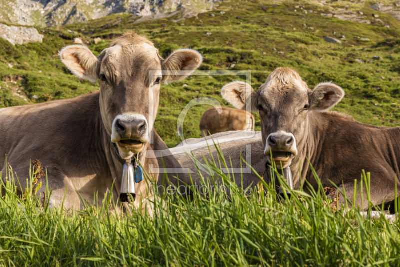 frei wählbarer Bildausschnitt für Ihr Bild auf Kissen