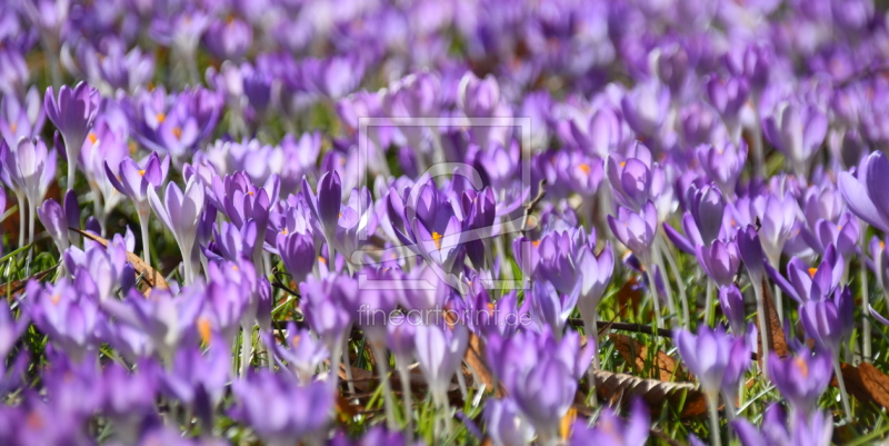 frei w&auml;hlbarer Bildausschnitt f&uuml;r Ihr Bild auf Kissen