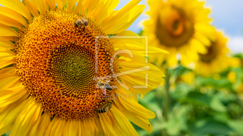 frei w&auml;hlbarer Bildausschnitt f&uuml;r Ihr Bild auf Kissen