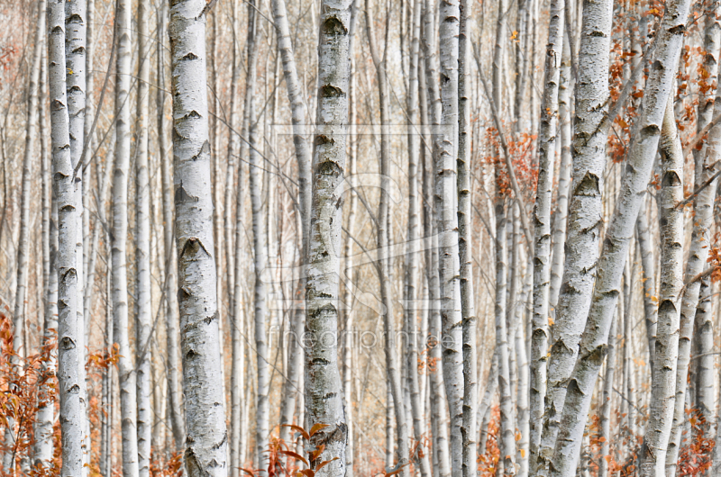 frei w&auml;hlbarer Bildausschnitt f&uuml;r Ihr Bild auf Kissen