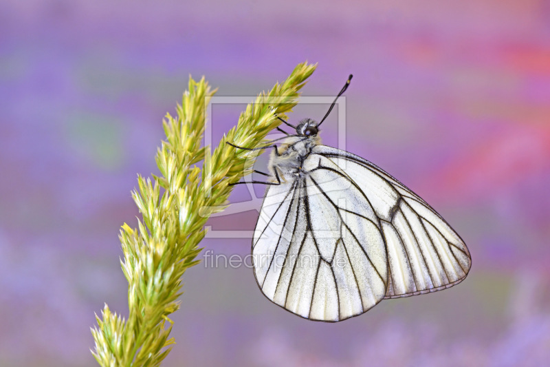 frei w&auml;hlbarer Bildausschnitt f&uuml;r Ihr Bild auf Kissen