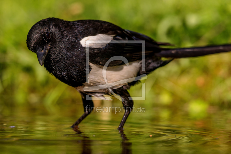 frei w&auml;hlbarer Bildausschnitt f&uuml;r Ihr Bild auf Kissen