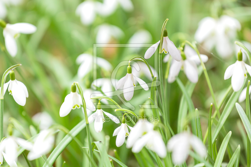 frei wählbarer Bildausschnitt für Ihr Bild auf Kissen
