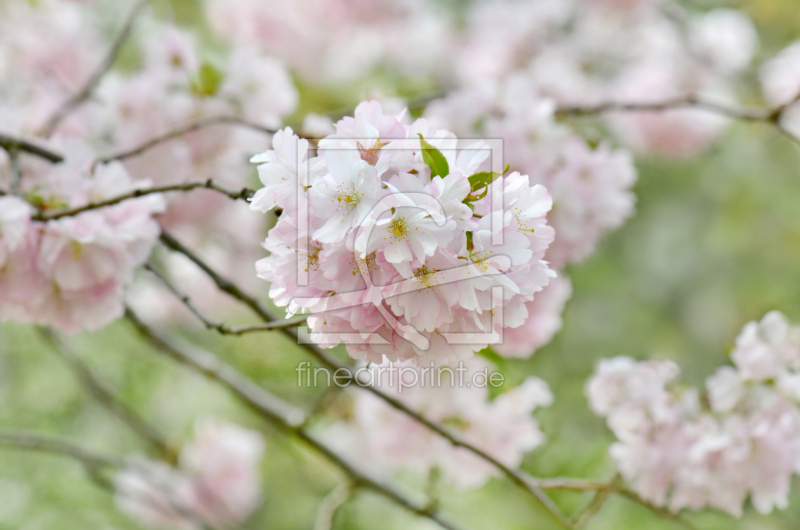 frei w&auml;hlbarer Bildausschnitt f&uuml;r Ihr Bild auf Kissen