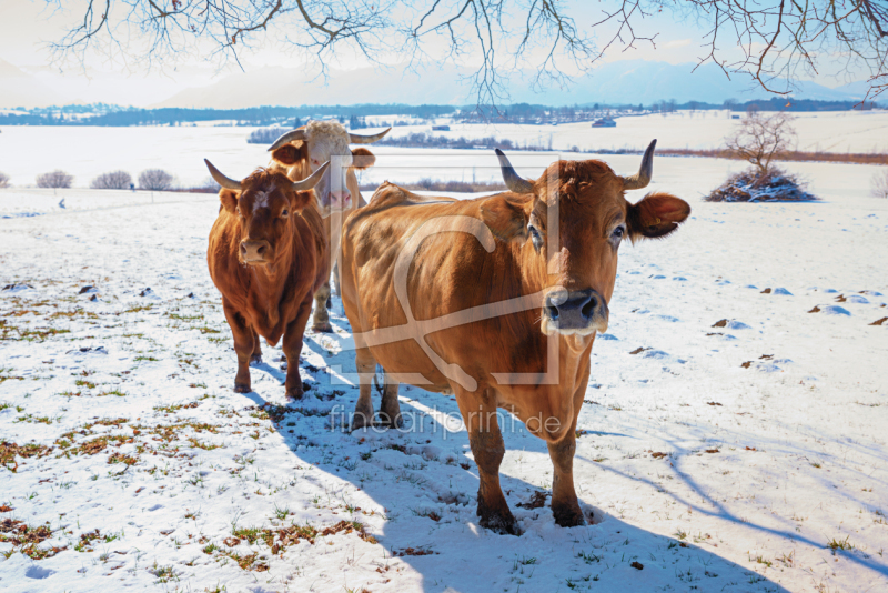 frei w&auml;hlbarer Bildausschnitt f&uuml;r Ihr Bild auf Kissen