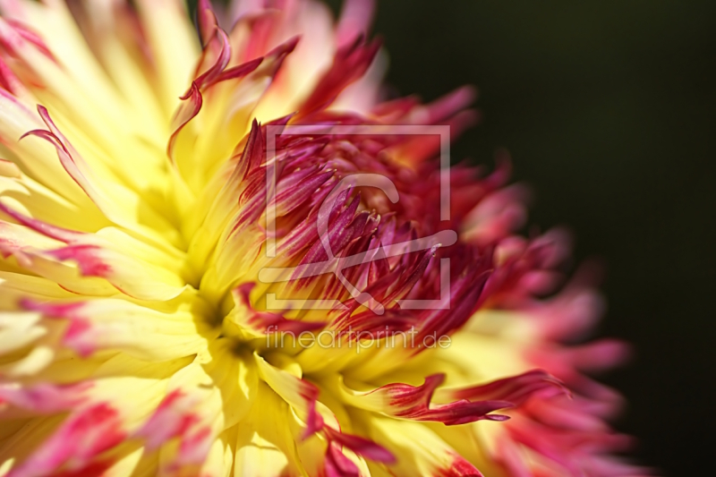 frei w&auml;hlbarer Bildausschnitt f&uuml;r Ihr Bild auf Kissen