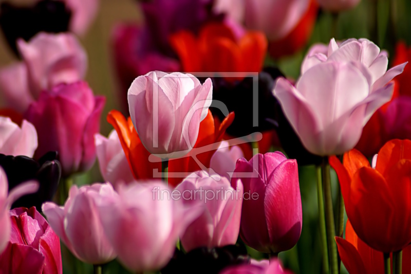 frei wählbarer Bildausschnitt für Ihr Bild auf Kissen