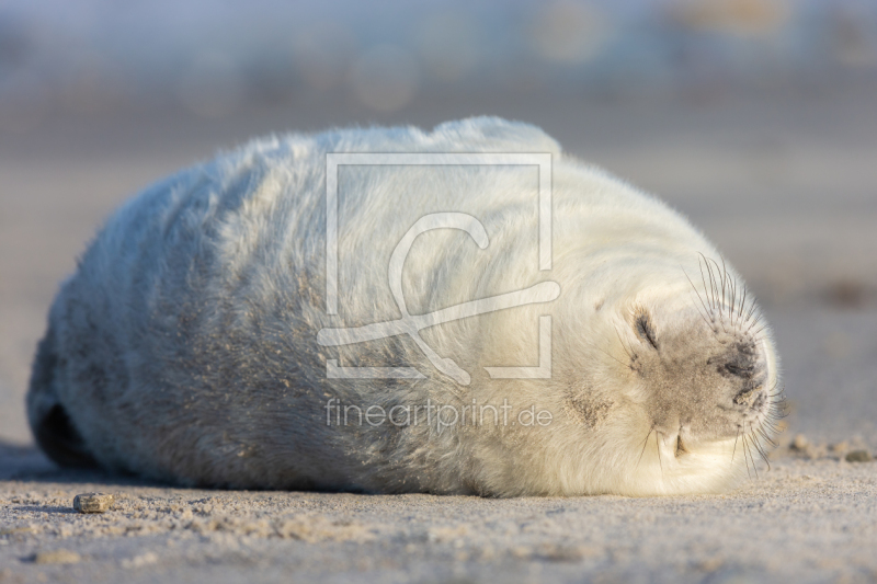 frei w&auml;hlbarer Bildausschnitt f&uuml;r Ihr Bild auf Kissen