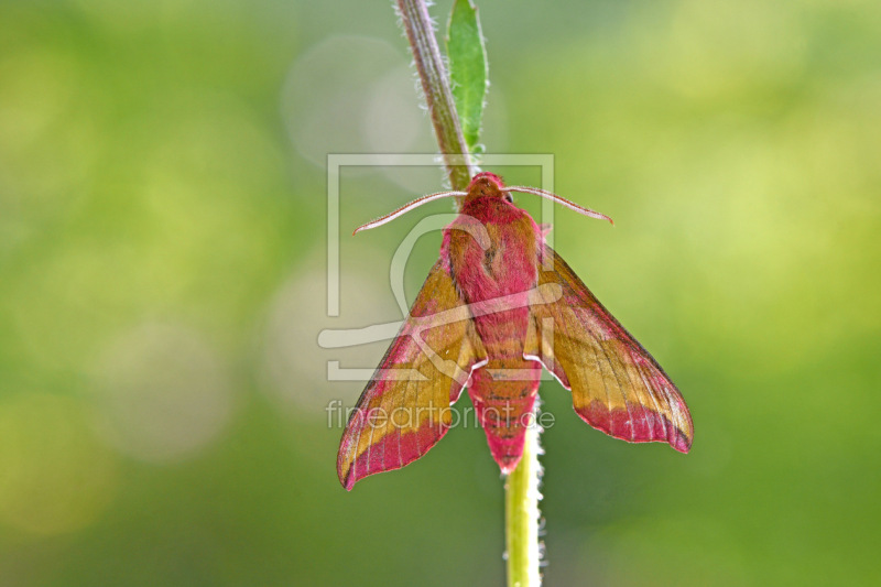 frei w&auml;hlbarer Bildausschnitt f&uuml;r Ihr Bild auf Kissen