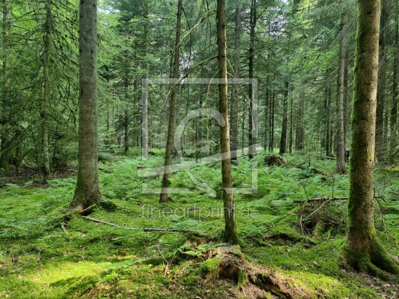 frei w&auml;hlbarer Bildausschnitt f&uuml;r Ihr Bild auf Kissen