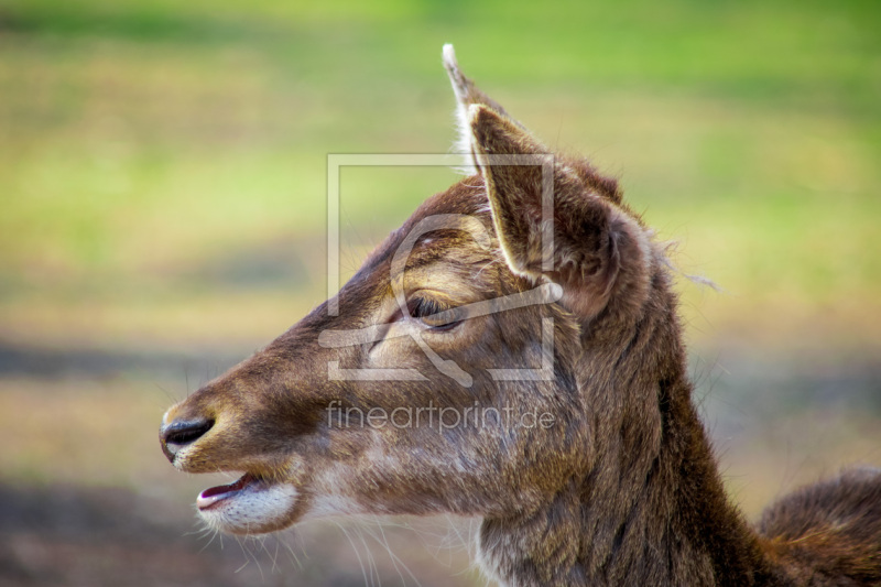 frei wählbarer Bildausschnitt für Ihr Bild auf Kissen