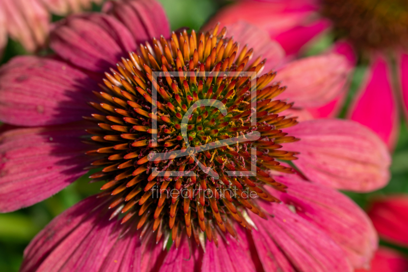 frei w&auml;hlbarer Bildausschnitt f&uuml;r Ihr Bild auf Kissen