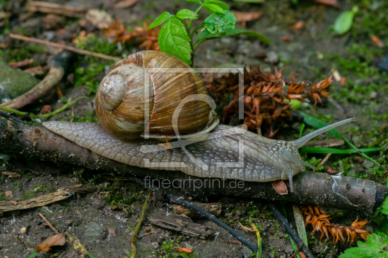 frei wählbarer Bildausschnitt für Ihr Bild auf Kissen