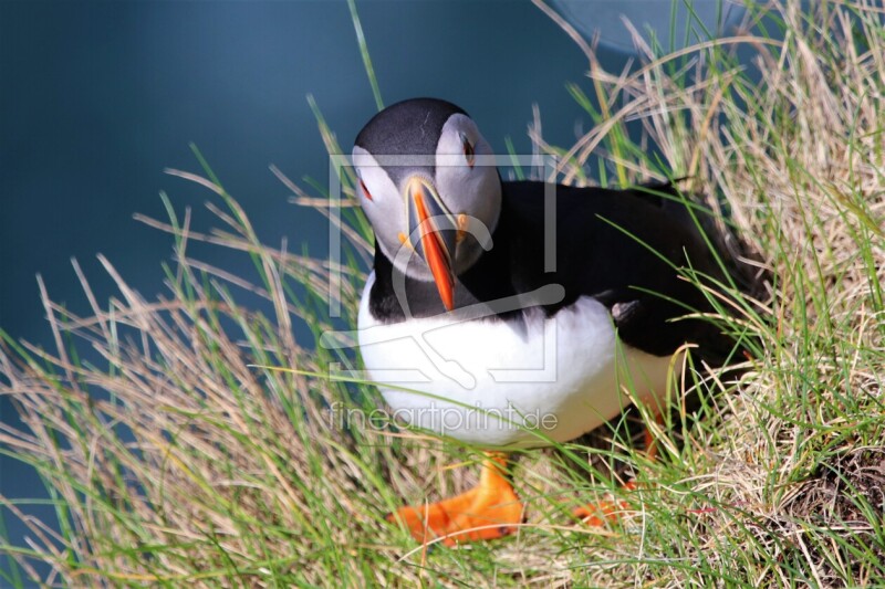 frei wählbarer Bildausschnitt für Ihr Bild auf Kissen