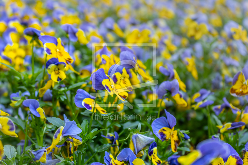 frei wählbarer Bildausschnitt für Ihr Bild auf Kissen