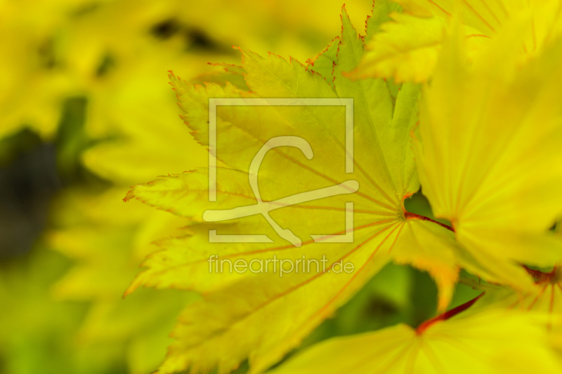 frei w&auml;hlbarer Bildausschnitt f&uuml;r Ihr Bild auf Kissen