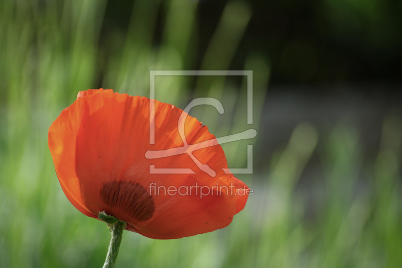 frei w&auml;hlbarer Bildausschnitt f&uuml;r Ihr Bild auf Kissen