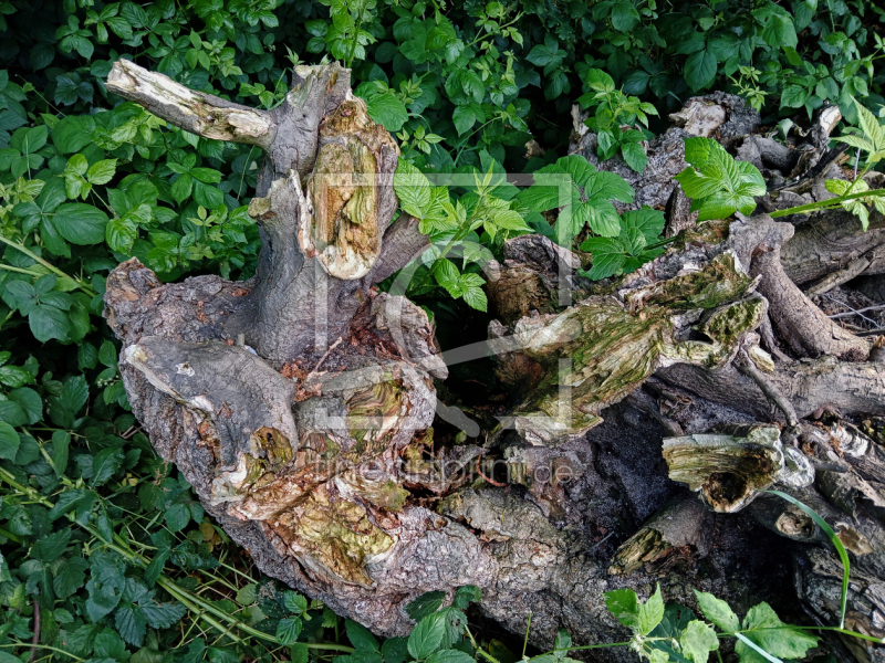 frei wählbarer Bildausschnitt für Ihr Bild auf Kissen