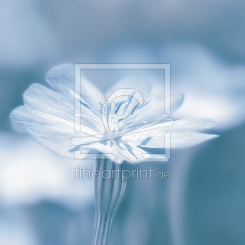 frei w&auml;hlbarer Bildausschnitt f&uuml;r Ihr Bild auf Kissen