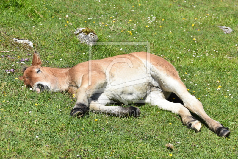frei wählbarer Bildausschnitt für Ihr Bild auf Kissen