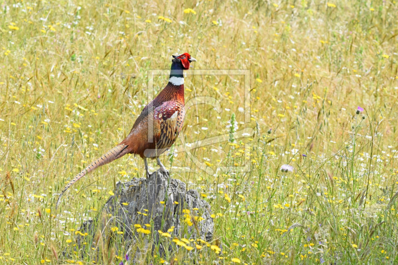 frei wählbarer Bildausschnitt für Ihr Bild auf Kissen