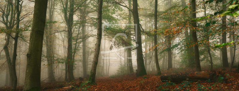 frei wählbarer Bildausschnitt für Ihr Bild auf Kissen