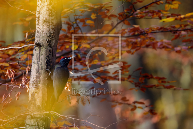 frei w&auml;hlbarer Bildausschnitt f&uuml;r Ihr Bild auf Kissen