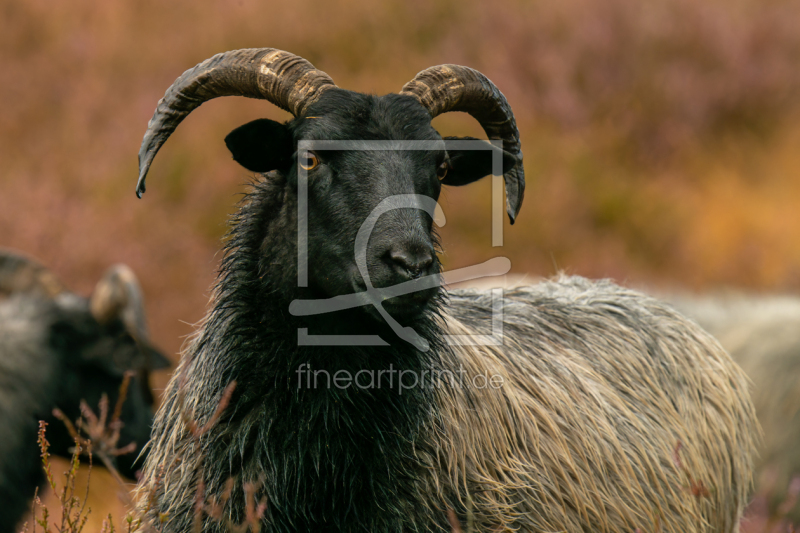 frei wählbarer Bildausschnitt für Ihr Bild auf Kissen