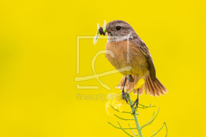 frei wählbarer Bildausschnitt für Ihr Bild auf Kissen