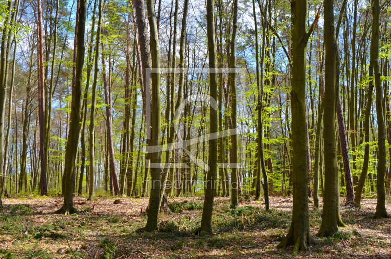 frei wählbarer Bildausschnitt für Ihr Bild auf Kissen