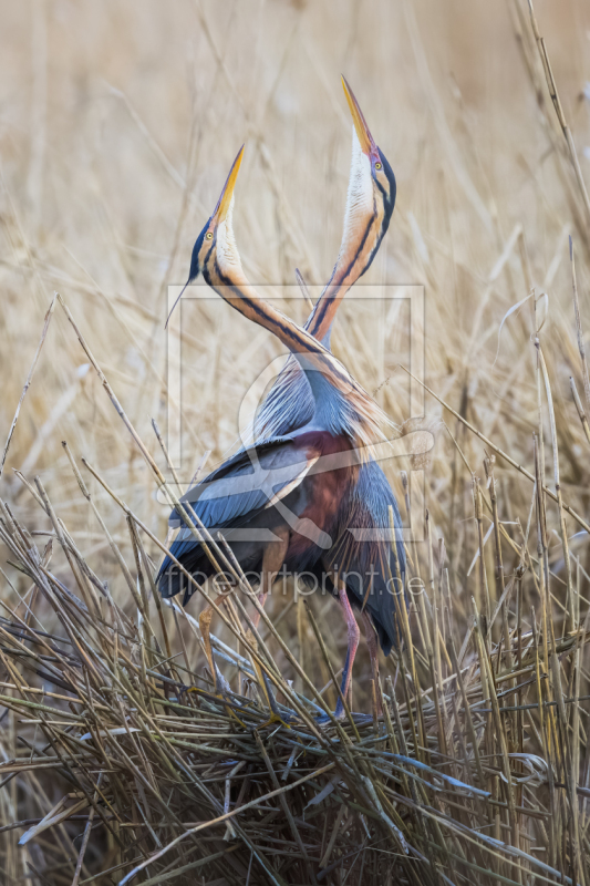frei wählbarer Bildausschnitt für Ihr Bild auf Kissen