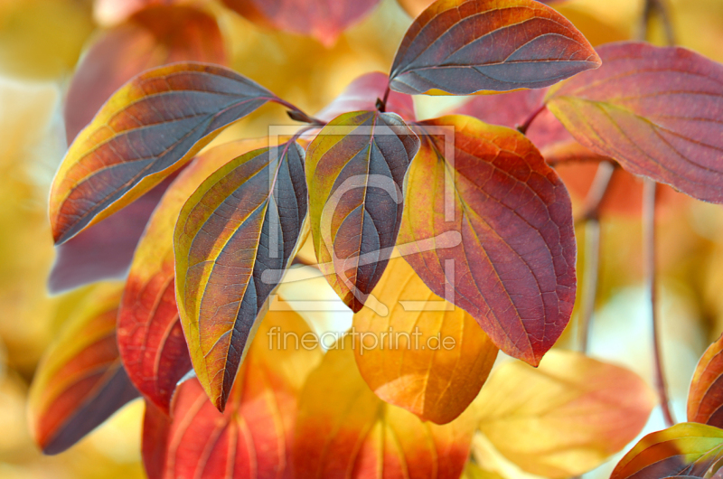 frei wählbarer Bildausschnitt für Ihr Bild auf Kissen