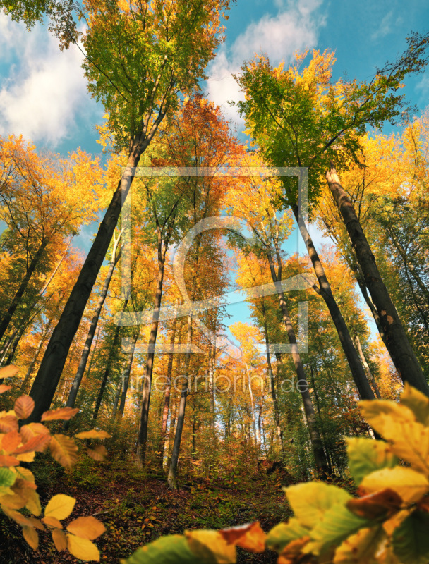 frei wählbarer Bildausschnitt für Ihr Bild auf Kissen