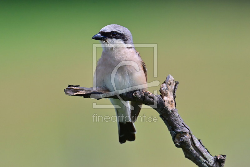 frei w&auml;hlbarer Bildausschnitt f&uuml;r Ihr Bild auf Kissen