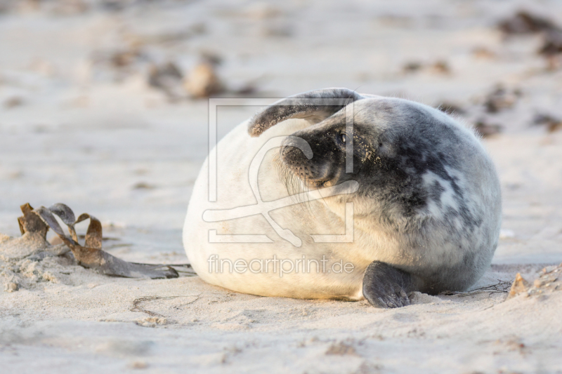 frei w&auml;hlbarer Bildausschnitt f&uuml;r Ihr Bild auf Kissen