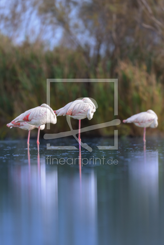 frei w&auml;hlbarer Bildausschnitt f&uuml;r Ihr Bild auf Kissen