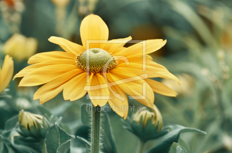 frei w&auml;hlbarer Bildausschnitt f&uuml;r Ihr Bild auf Kissen