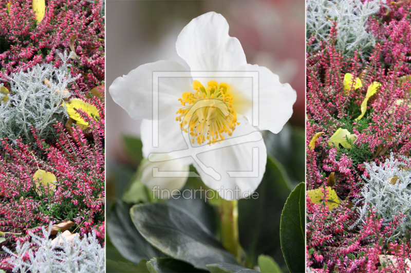 frei w&auml;hlbarer Bildausschnitt f&uuml;r Ihr Bild auf Kissen